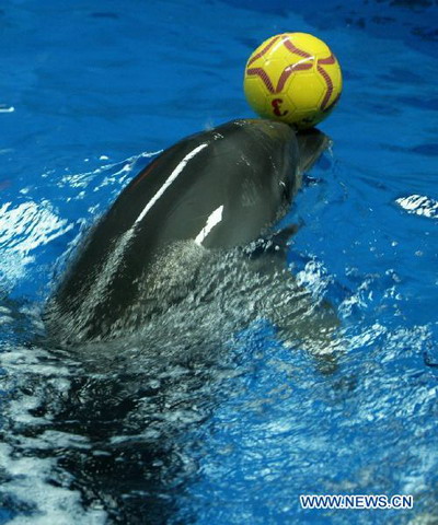 Dolphins' World Cup held in Hefei Aquarium