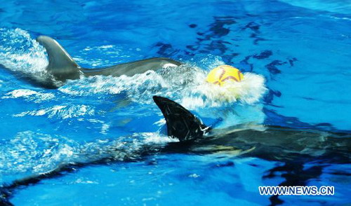 Dolphins' World Cup held in Hefei Aquarium