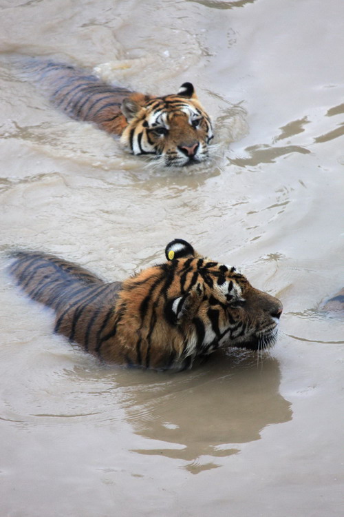 Manchurian tigers cool off in water