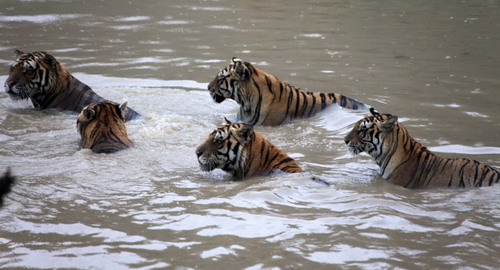 Manchurian tigers cool off in water