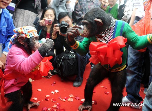 Chimpanzees's wedding ceremony
