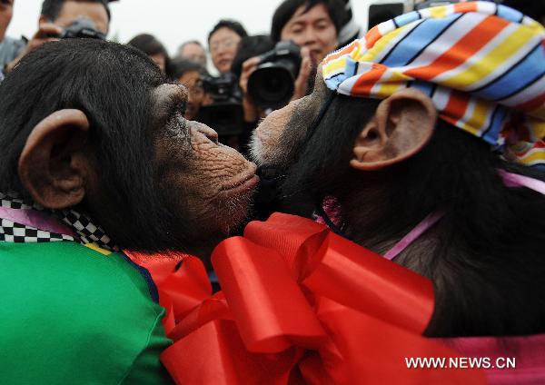 Chimpanzees's wedding ceremony