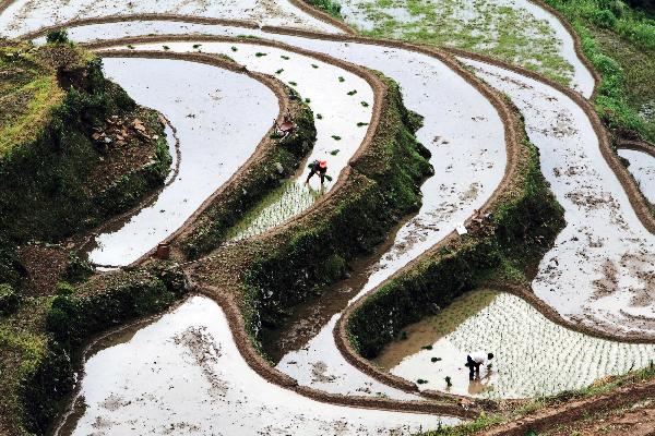 Farmers plant rice in changeable terrace in Huangshan