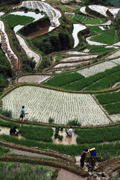 Farmers plant rice in changeable terrace in Huangshan