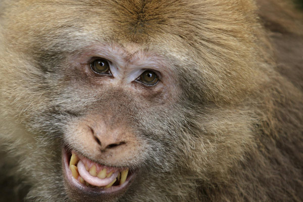 A smiling monkey