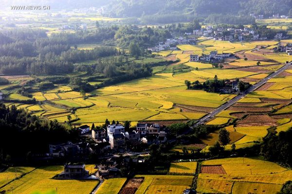 View of paddy rice fields in Huangshan
