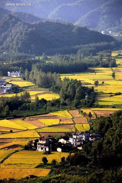 View of paddy rice fields in Huangshan