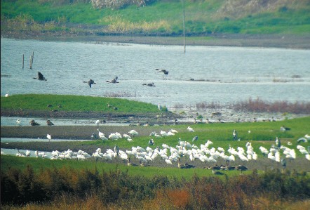 Rare birds migrate to Shengjin Lake