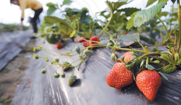 Feixi strawberries hit the market