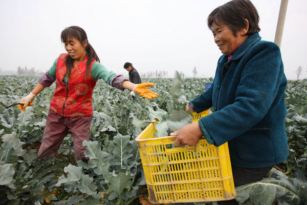 Chinese farmers expect reform to ease land rights worries