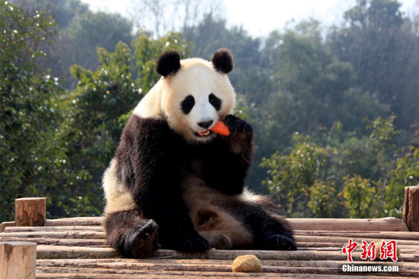 Pandas enjoy sunny winter time in Anhui