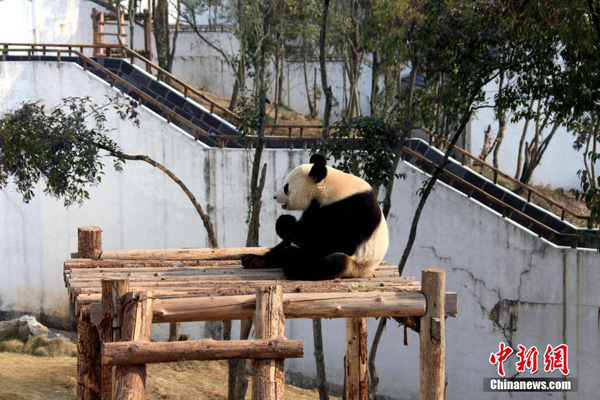Pandas enjoy sunny winter time in Anhui