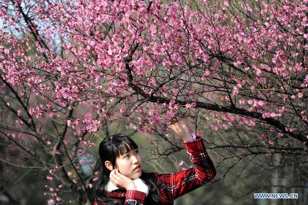 Hefei citizens enjoy plum blossoms at Nanyanhu Park