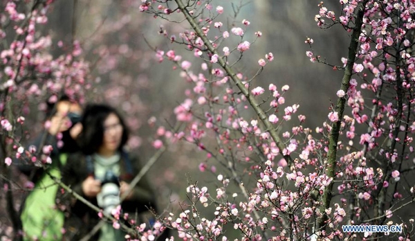 Hefei citizens enjoy plum blossoms at Nanyanhu Park