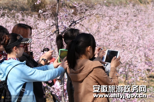 Hefei Taoxi peach flower festival kicks off