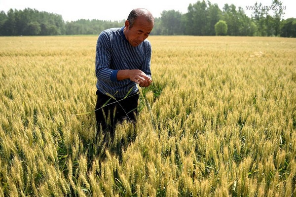 Farmers busy with cultivating crop in Anhui